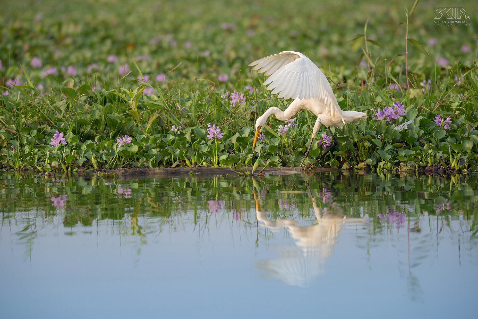 Kumarakom - Grote zilverreiger (Great egret, Ardea alba) Stefan Cruysberghs